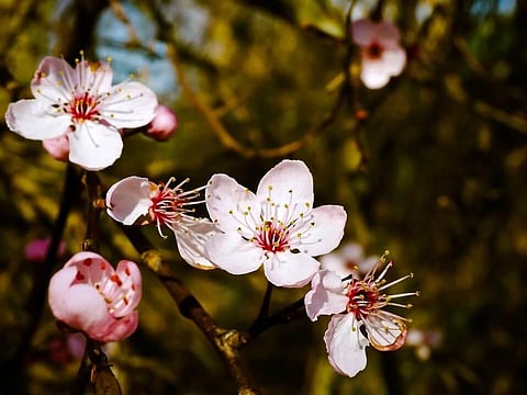 These 3 Blooming Flowers Will Bring Positive Aura To Your Home!