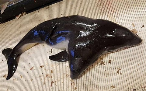 Rare Two-Headed Porpoise Caught by Dutch Fishermen