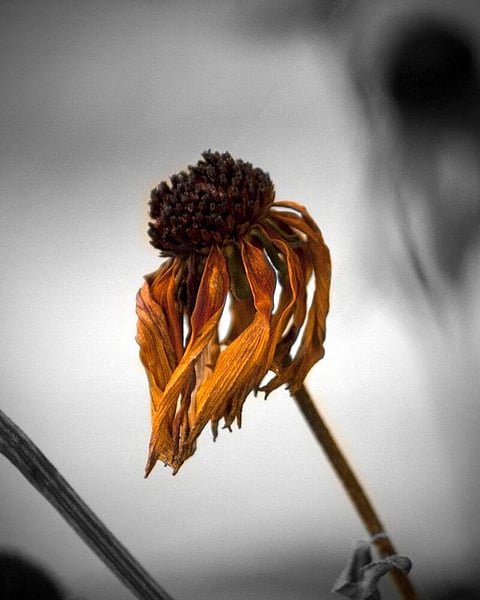 Dying is ‘Less Sad’ than you Think: Study