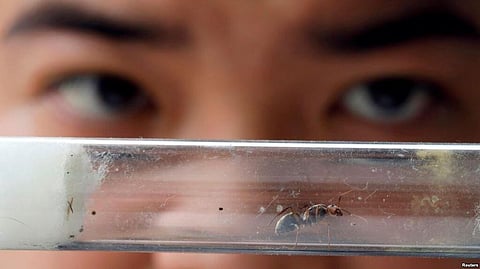 Ant-hunting We Will Go! A Social media Group aims to connect Ant Lovers