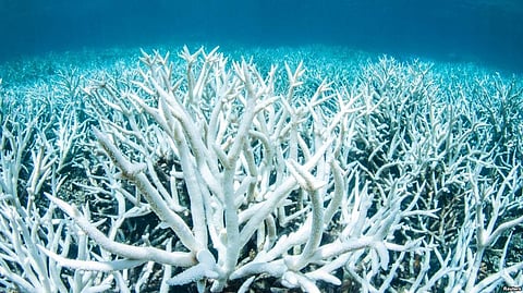 Communication of Coral Eating Starfish can save Coral Reefs: Scientists
