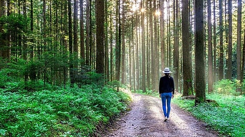5 Benefits of Therapeutic Landscapes : Forest Therapy