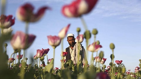 World’s No. 1 opium-producing Country: Afghanistan’s illicit Poppy Harvest on the Rise Again in 2017