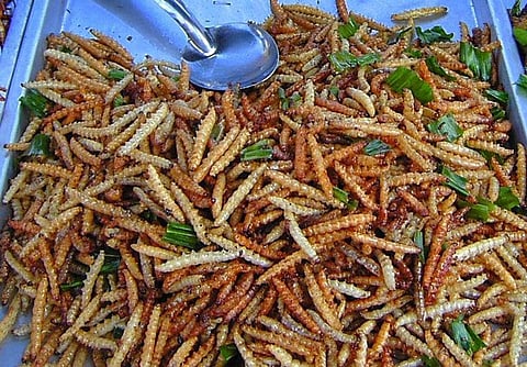 Consuming Insects such as Crickets and Mealworms may help cut Harmful Emissions: Study