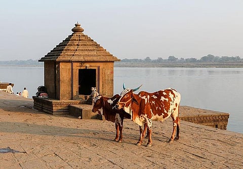 Every Cow and its Progeny to be given a Unique Identification Number (UIN): Supreme Court