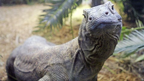 Fearsome Giant Lizards Komodo Dragons found in Indonesia may be a source of a potent Antibiotic