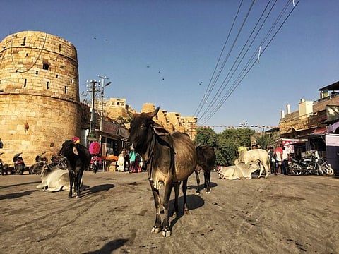 Federation of Indian Animal Protection Organisations (FIAPO) uses Virtual Reality against Dairy Cruelty