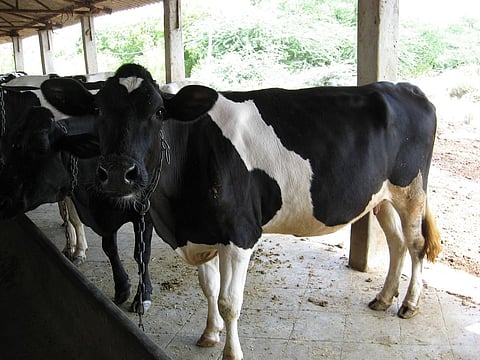 To avoid colliding with Cows on road, Indian Engineers develop real-time Automatic Obstacle Detection and Alert system