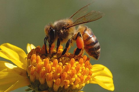 Honey bees have 30 percent better Eyesight than previously recorded: Study