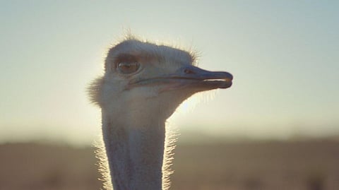 WATCH : Can Ostrich Fly? The offbeat story will let you think the unthinkable