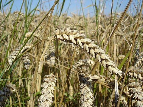 Warning that wheat blast could be “catastrophic” for South Asia: Scientists from Bangladesh