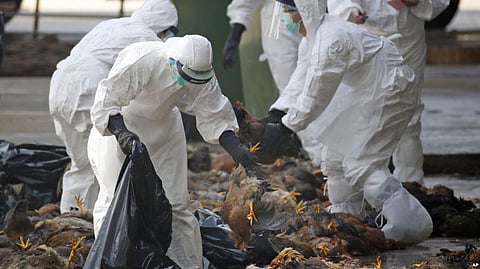 220,000 more Poultry culled in Japan due to an outbreak of bird flu that has reappeared since the end of 2016