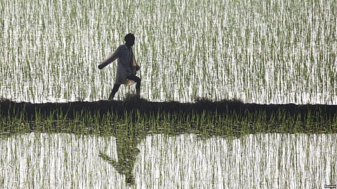 Israeli experts train Indian farmers in advanced agricultural practices to cultivate Dates in Gujarat