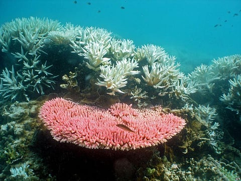 Australia’s Great Barrier Reef Coral Bleaching worsens due to widespread damages caused by warmer Ocean Temperatures