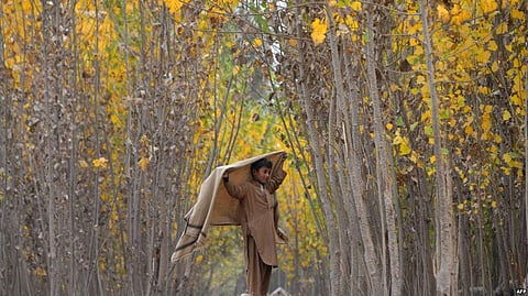 Taliban Leaders Want Afghans to Plant More Trees