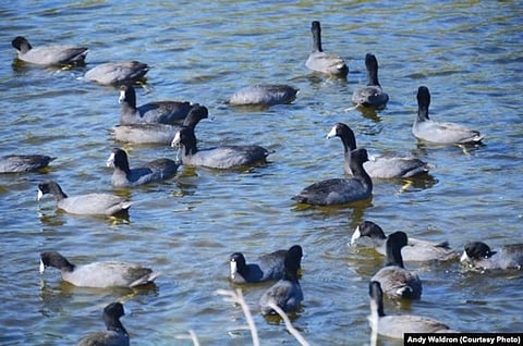 US to Award Contracts for Building Mexico Border Wall