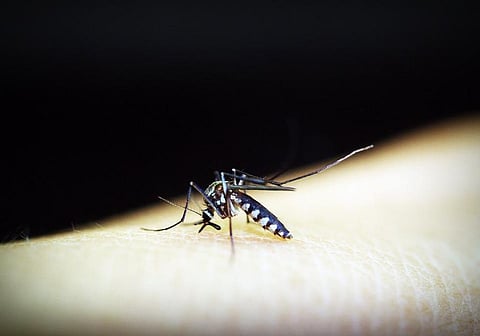 Experimental Malaria Vaccine found to protect people in early clinical Trial: Study