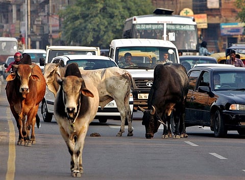 Haryana Government to take steps to build Cow Homes for Stray Cattle