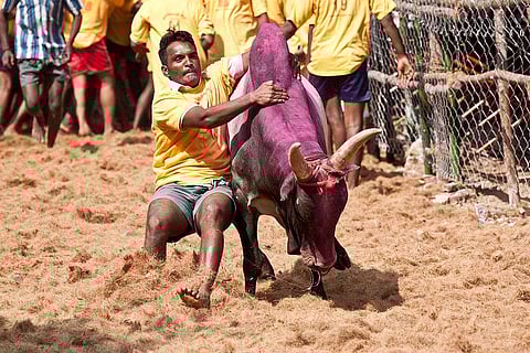Animal rights organisations challenge new law on Jallikattu by Tamil Nadu government in SC