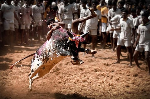Tamil Nadu legalises Jallikattu, the popular Bull taming Sport with a New Law