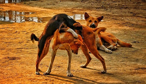 Supreme Court says no to Culling of Stray Dogs across India