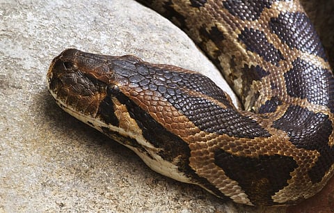 Nationwide Initiative in India to create Awareness about threatened species of Python