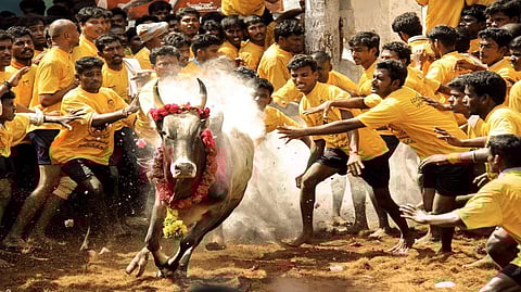 Banned bull-taming sport of Jallikattu receives stronger opposition with Activist’s Letter to the President