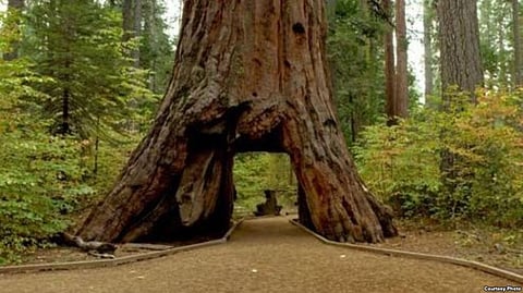 Powerful Storm destroys Ancient Sequoia “Tunnel Tree” in California