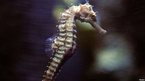 Scientists unlock Genetic Secrets of Seahorse including its Exotic Eccentricity of Male Pregnancy