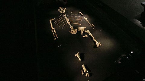 Ancient Human Ancestor was Tallest known member of Prehuman Species, best known for Fossil Skeleton nicknamed “Lucy”