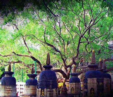 Significance Of Peepal Tree In Hinduism