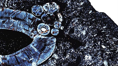 Scientists find evidence of Tumor in 255 Million-year-old Fossil of a mammal-like beast in Tanzania