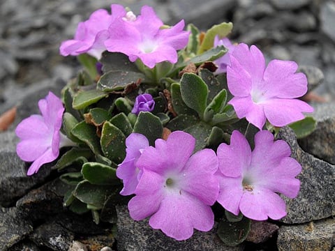 Biologists unlock 51.7 million year old genetic secret to Charles Darwin’s theory