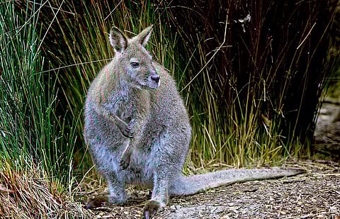 Project launched in Australia to bring back Iconic Australian Wallaby Species back from the brink of Extinction