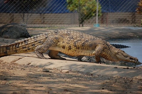 Dubai Crocodile Park to open in 2017, will house Nile Crocodiles, the largest Fresh-Water Species in the World