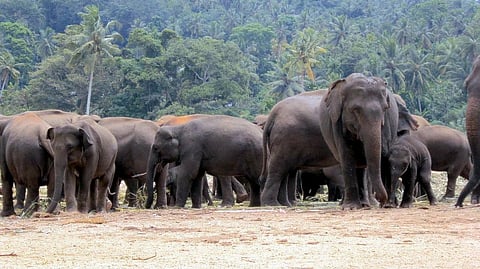 Families Live on Trees due to the Terror of rampaging Elephants in Jharkhand