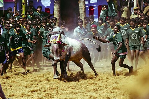 Animals may not have Rights, but they cannot be subjected to Cruelty by Humans: Supreme Court