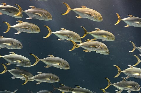 Female Fish judge Males based on their ability to Design Nests: Study