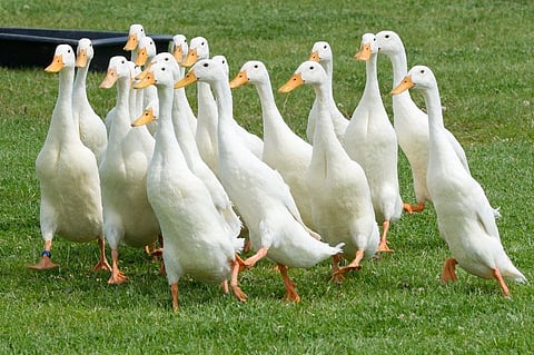 Following Bird Flu Reports in state’s Alappuzha District, Kerala Minister K Raju announces Culling of One Lakh Ducks