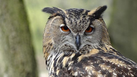 Owl Trade: For luck on Diwali, Owls are Home-delivered for Sacrifice