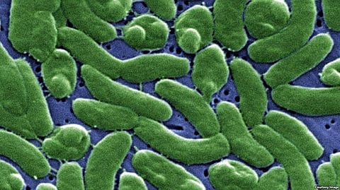 Just Like Horror Movie! Man Dies Four Days After Exposure to Flesh-Eating Bacteria