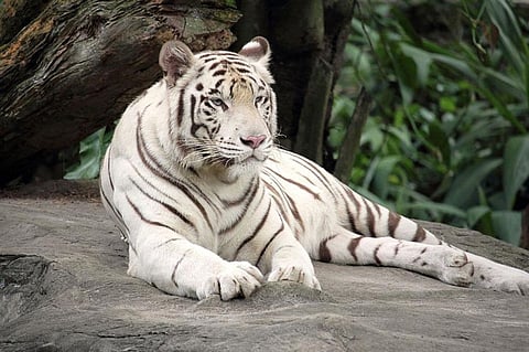 Chennai’s White Tiger Finds Home in Udaipur, but Understands only Tamil