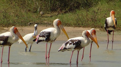 Death of 15 Birds over last 3 Days in Gandhi Zoological Garden in Gwalior rings Alarm Bells
