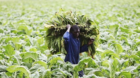 Tobacco Plants Capable of Producing “Artemisinin,” an anti-Malaria Drug: Scientists