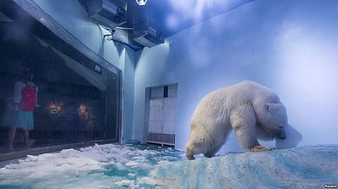 Activists Demand Freedom for World’s Saddest Polar Bear named Pizza in China