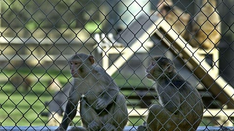 Experiment on Monkeys regarding a New Drug combination Raises Hopes of ‘Functional Cure’ for fatal HIV