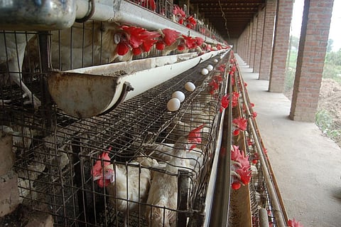 With 63 Eggs available per Person each Year, India needs Three times more Eggs to meet required standards