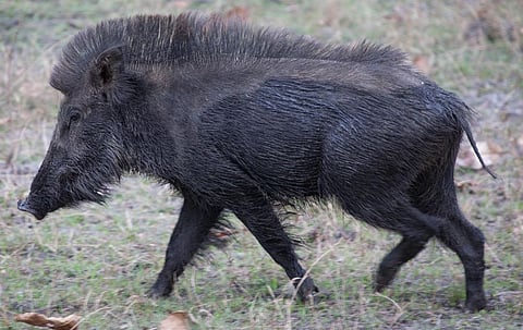 Goa Wildlife Board recommends periodic culling of Wild Boar, Species be declared as Vermin
