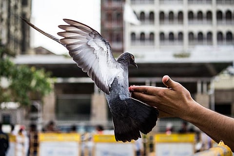New Research shows Pigeons can be taught to Read, just like Humans