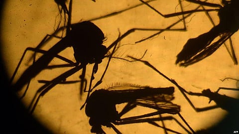 Evidence Mounting Zika Virus Causes Paralytic Disease